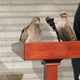 Image for article titled Diamondbacks Settle Long-Standing Civil Suit With Offspring Of Bird Hit By Randy Johnson’s Fastball